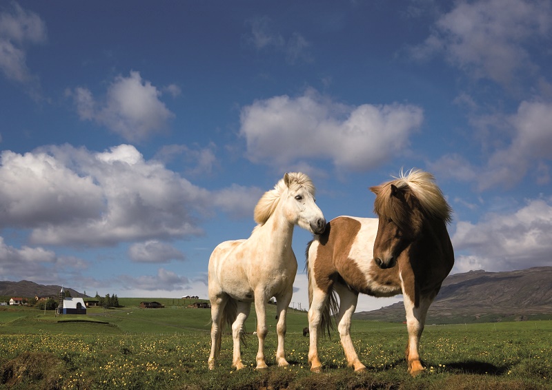 Islandia_Caballos_Rev.Viajeros