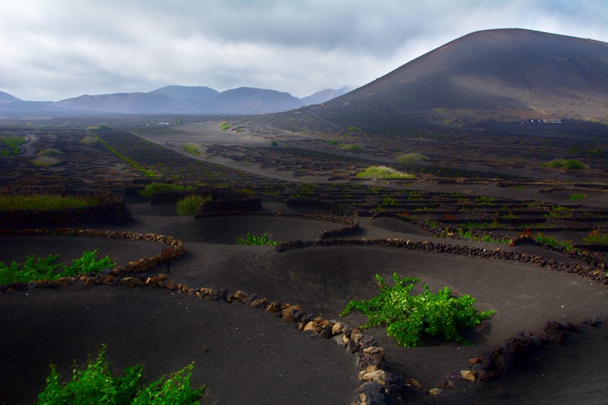 La Geria Vino. Que ver en Geria. Valle de Geria en Lanzarote