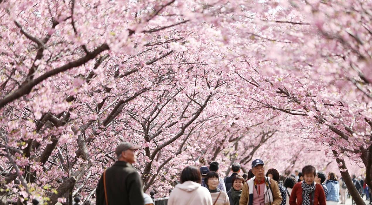 El cerezo en flor, de Extremadura a Japón - Una Pausa Agradable