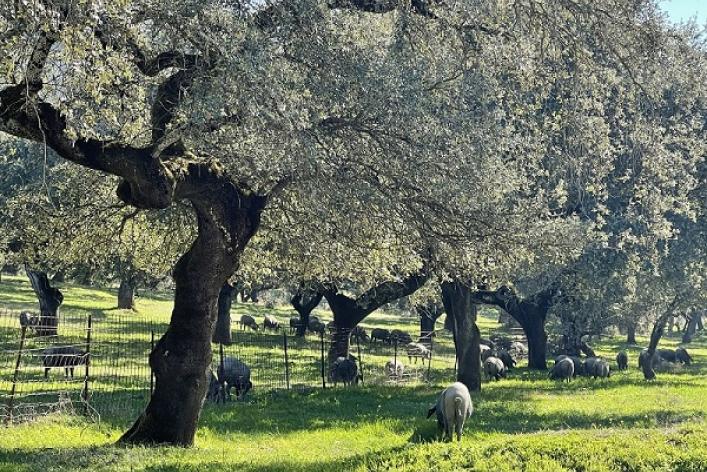 Jerez_de_los_Caballeros_09_Finca_Manchadilla