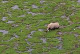 Botswana_Okavango_Elefante_RevistaViajeros