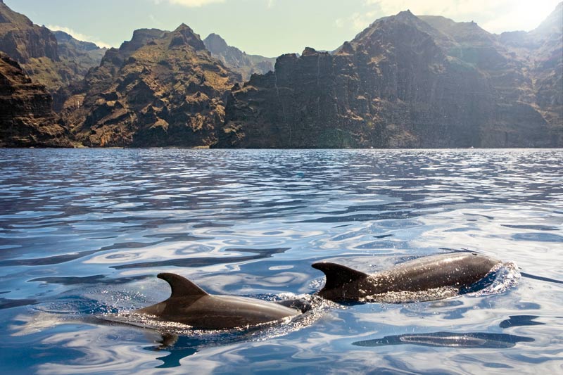 tenerife_Delfines_RevistaViajeros